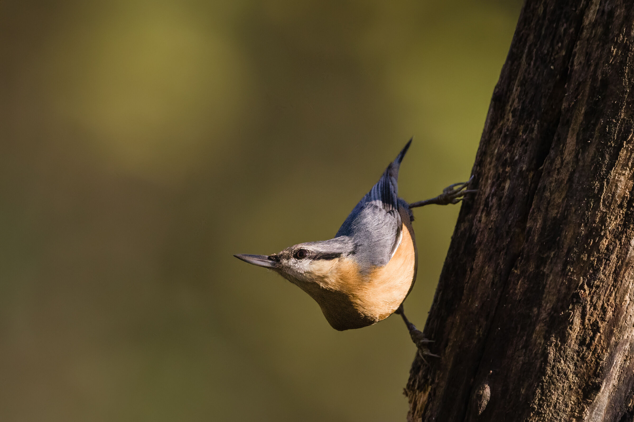 Woodpecker mason (sitta europaea) n.3