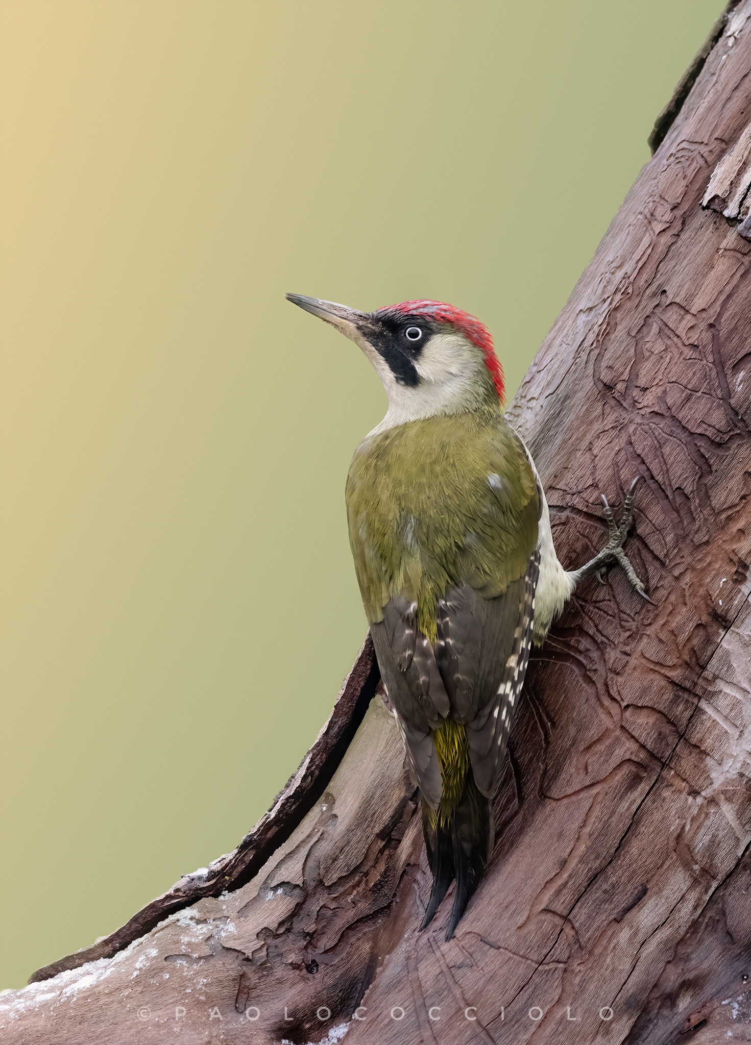 Picchio verde femmina