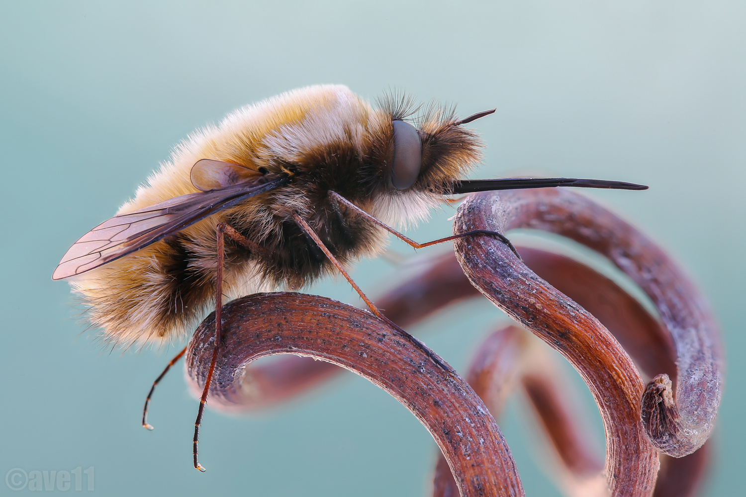 bumbylius ferox assassin