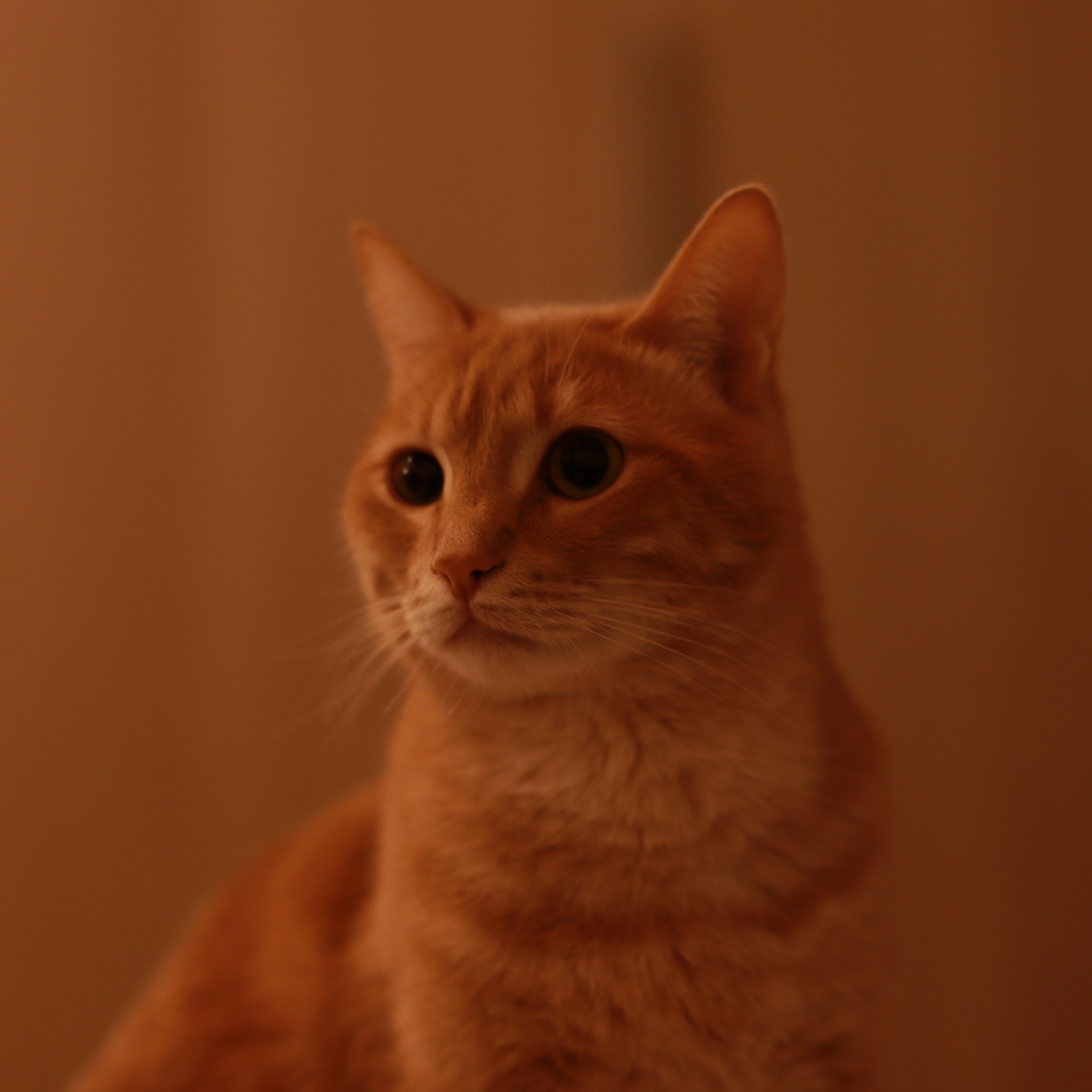 Test Sigma 56mm