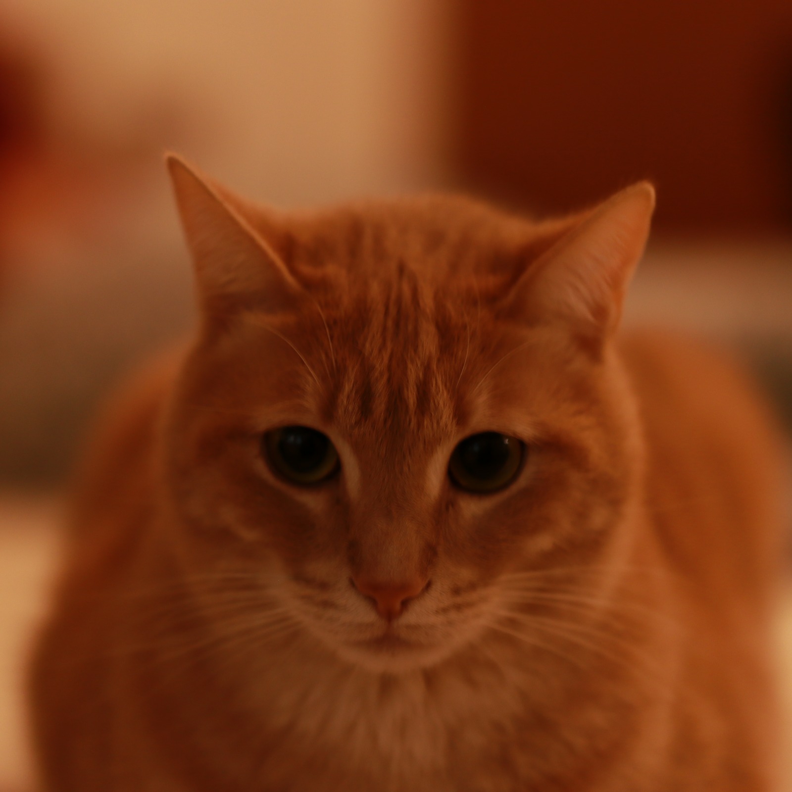 Try sigma photo 56mm