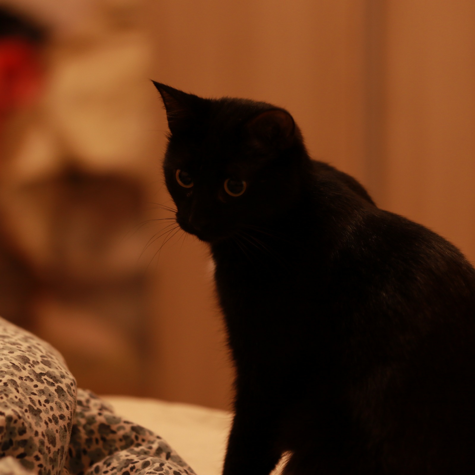 Test sigma 56mm
