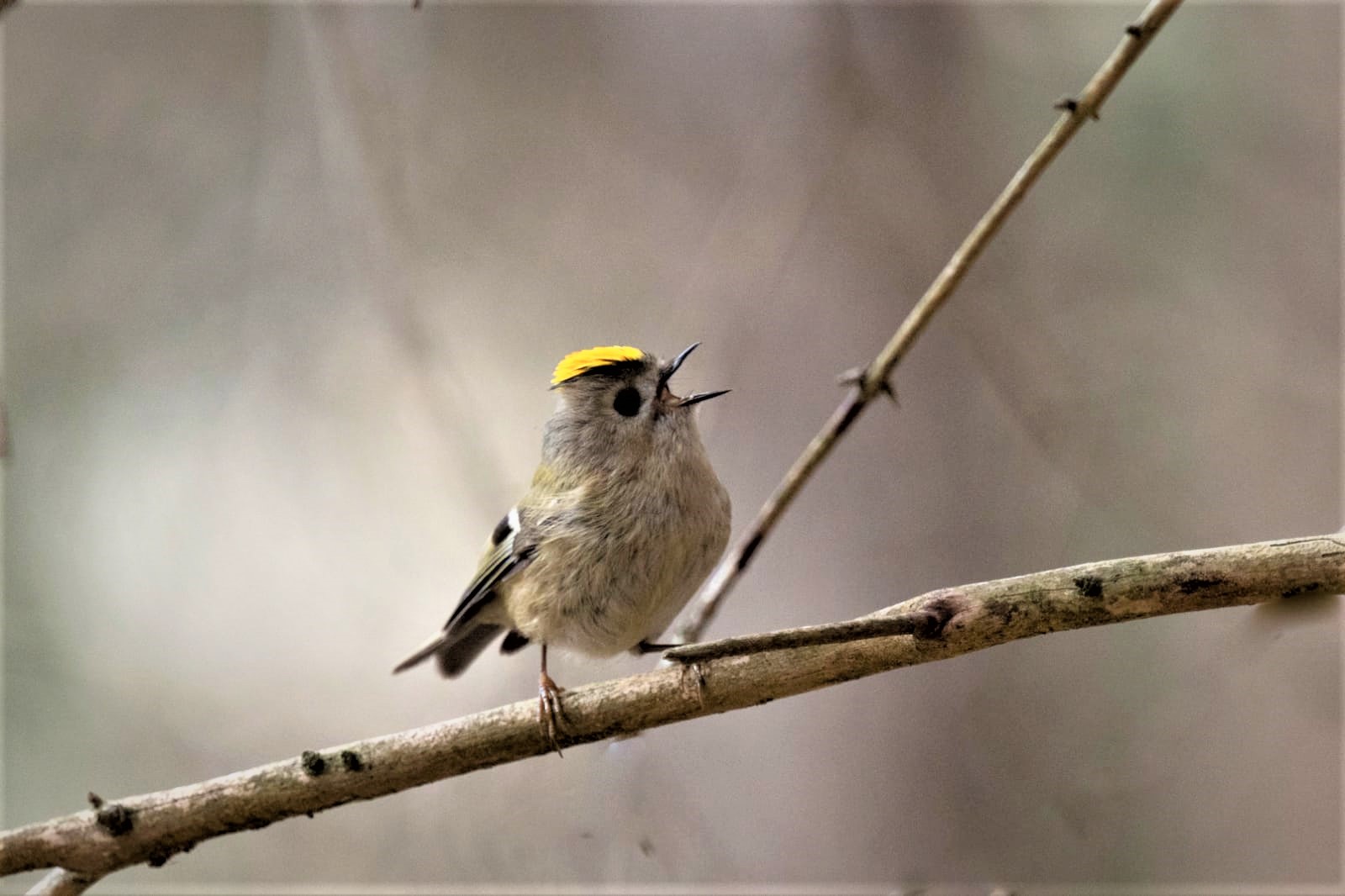 Feather battufle - 1 -