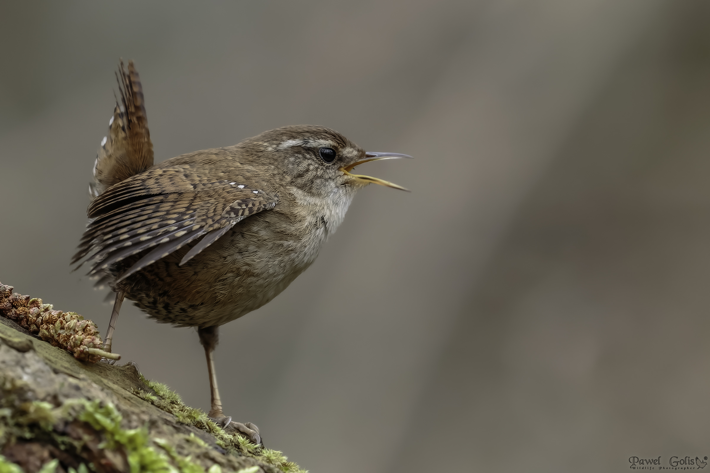 Scricciolo eurasiatico ( Troglodytes troglodytes)