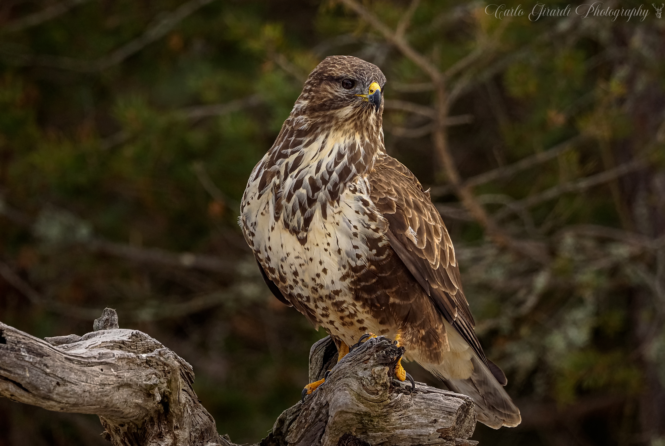 Sempre un piacere Buteo Buteo