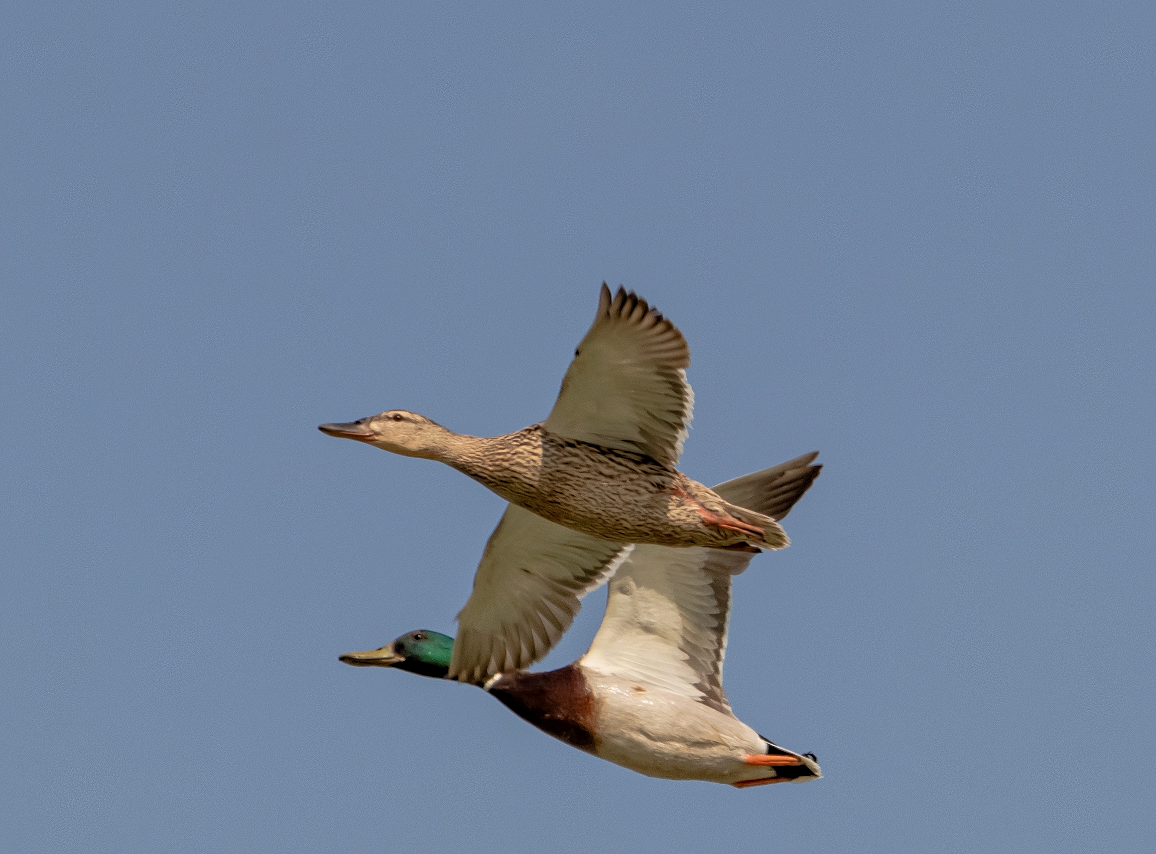 Anatre Germano Reale coppia in volo 9/05/2021