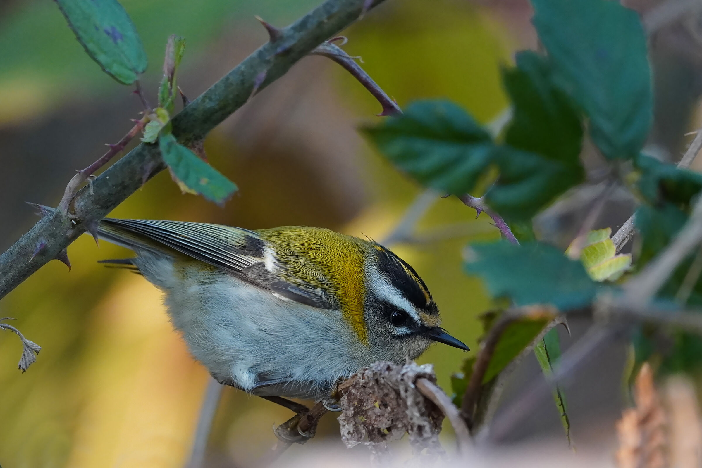 fioraccino ambientato