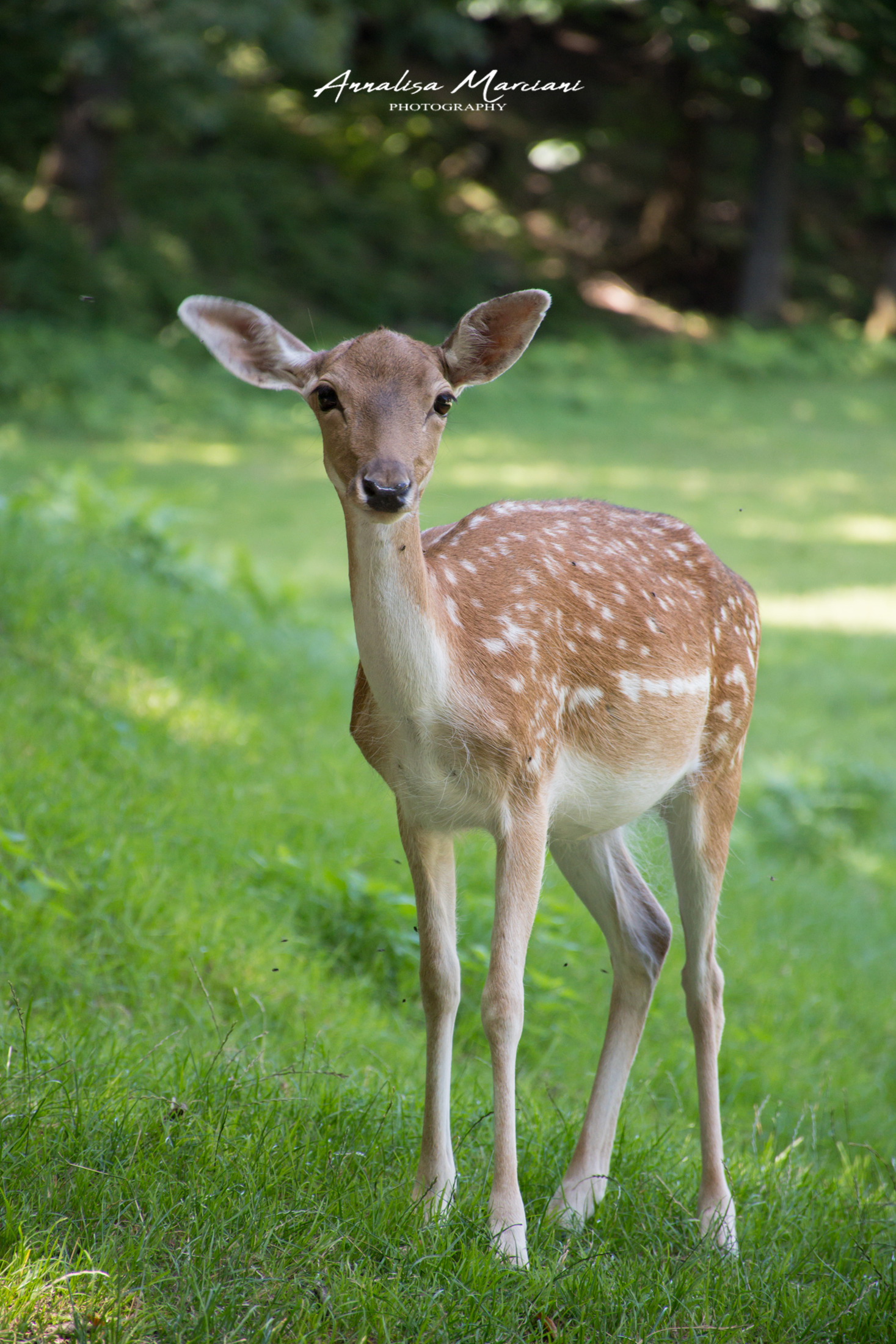 The curiosity of the young fallow deer