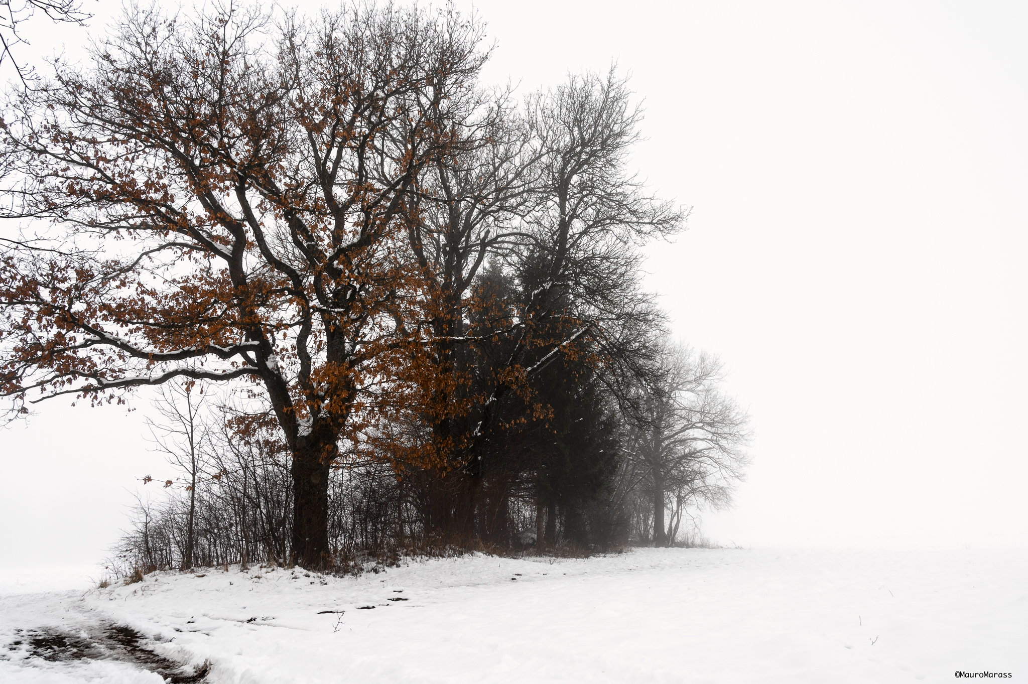 Winter shot color