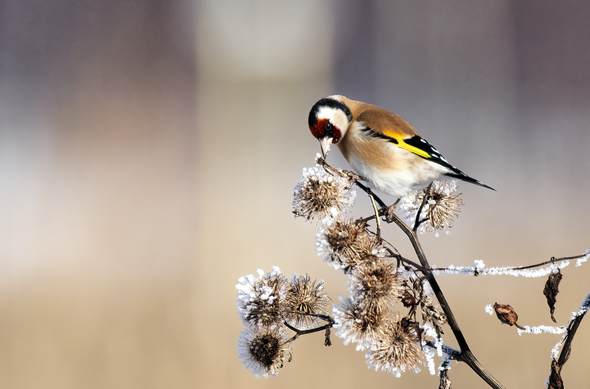 Goldfinch with galaverna