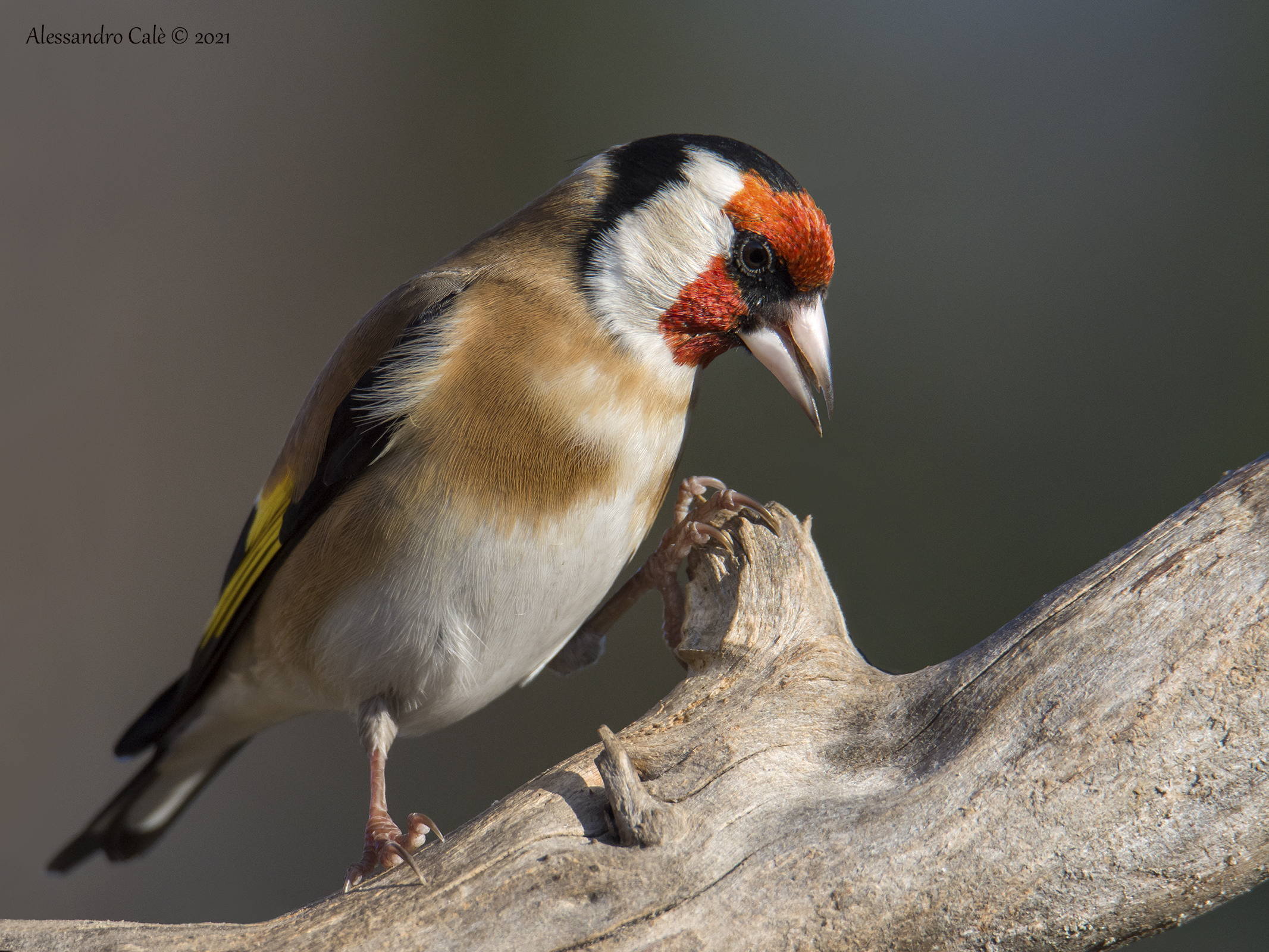 Carduelis carduelis (Cardellino) 2381