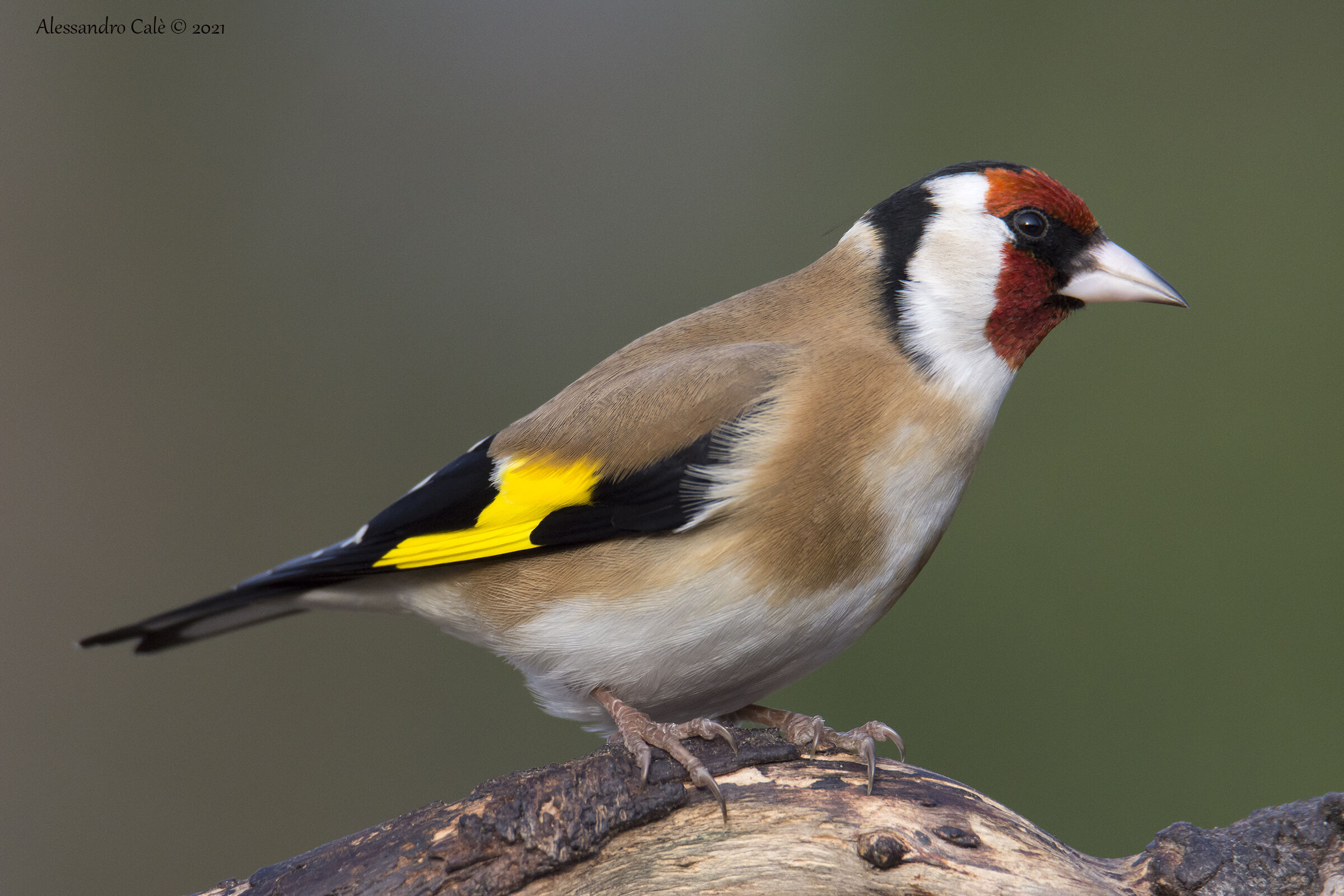 Carduelis carduelis (Cardellino) 2667