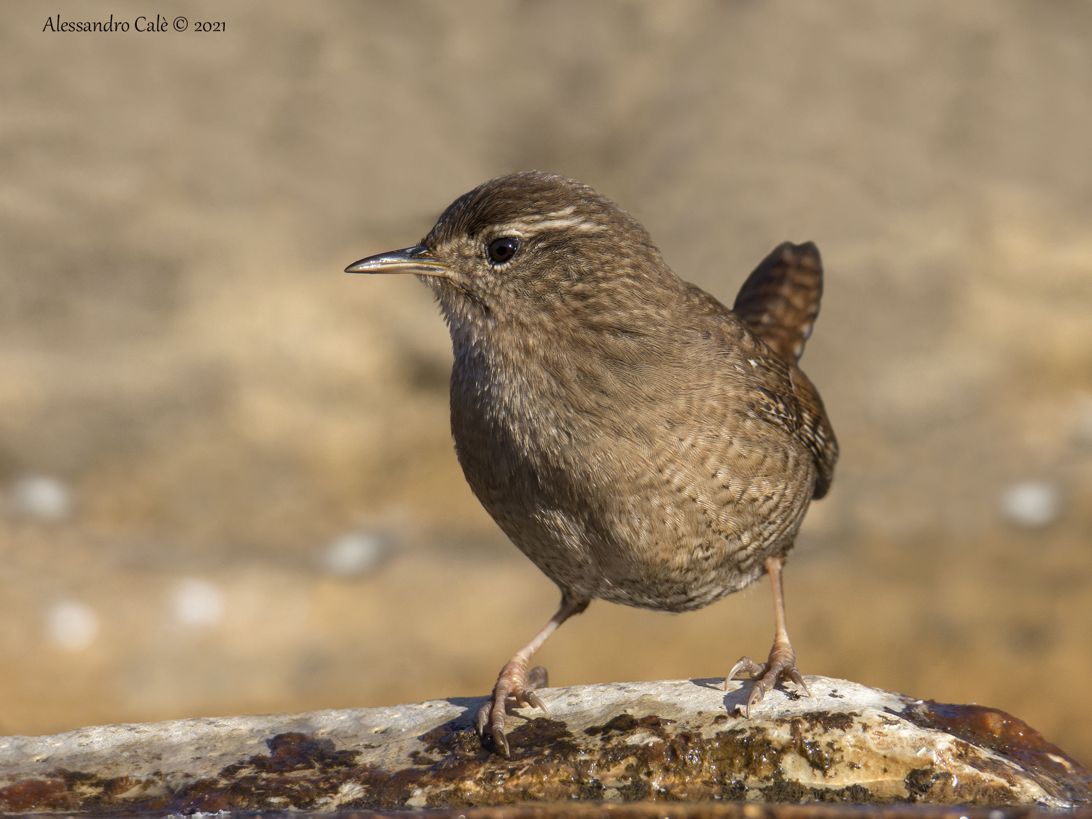 Troglidytes troglodytes ( Scricciolo) 2377