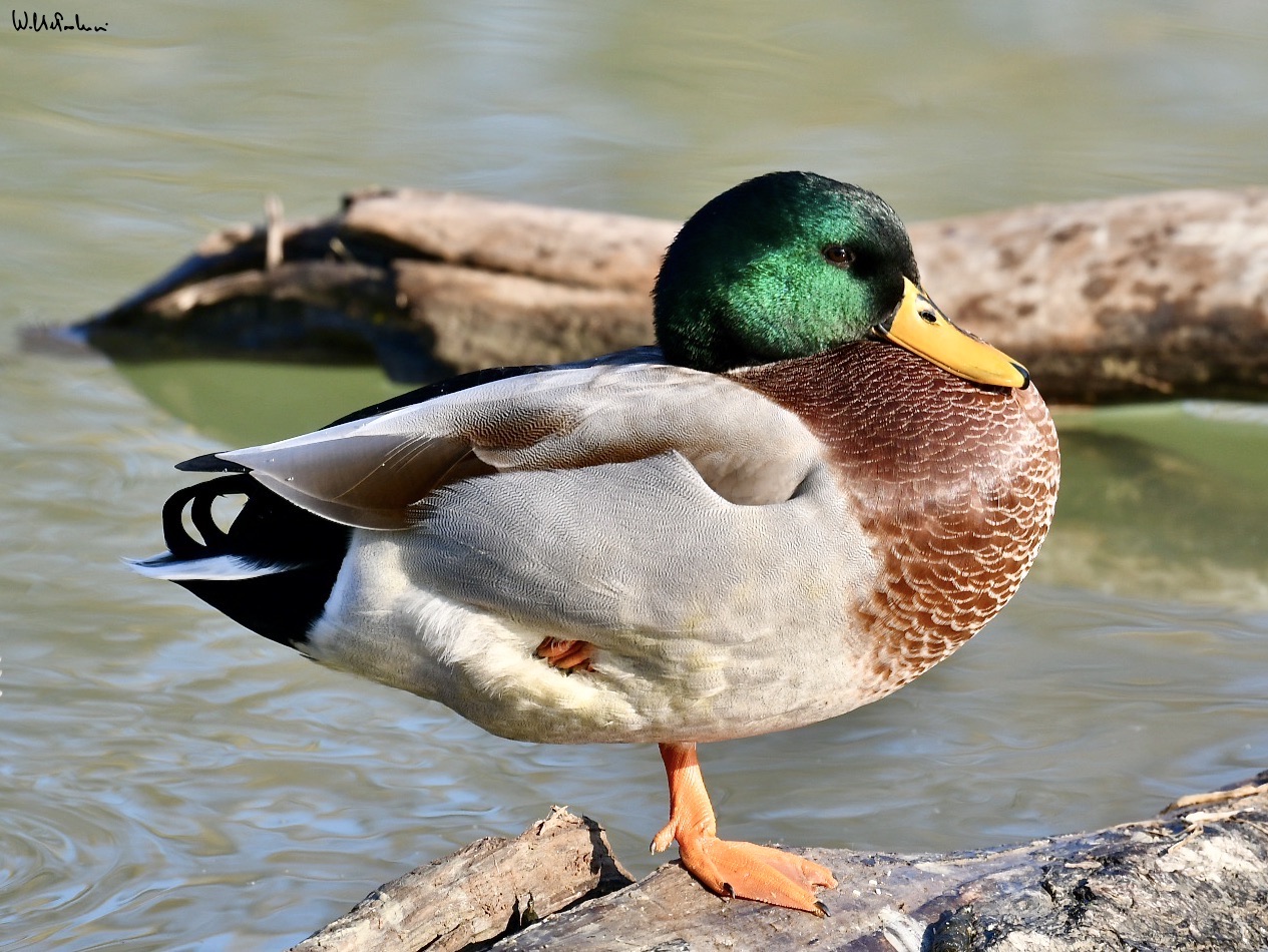 Mallard... strectching 1
