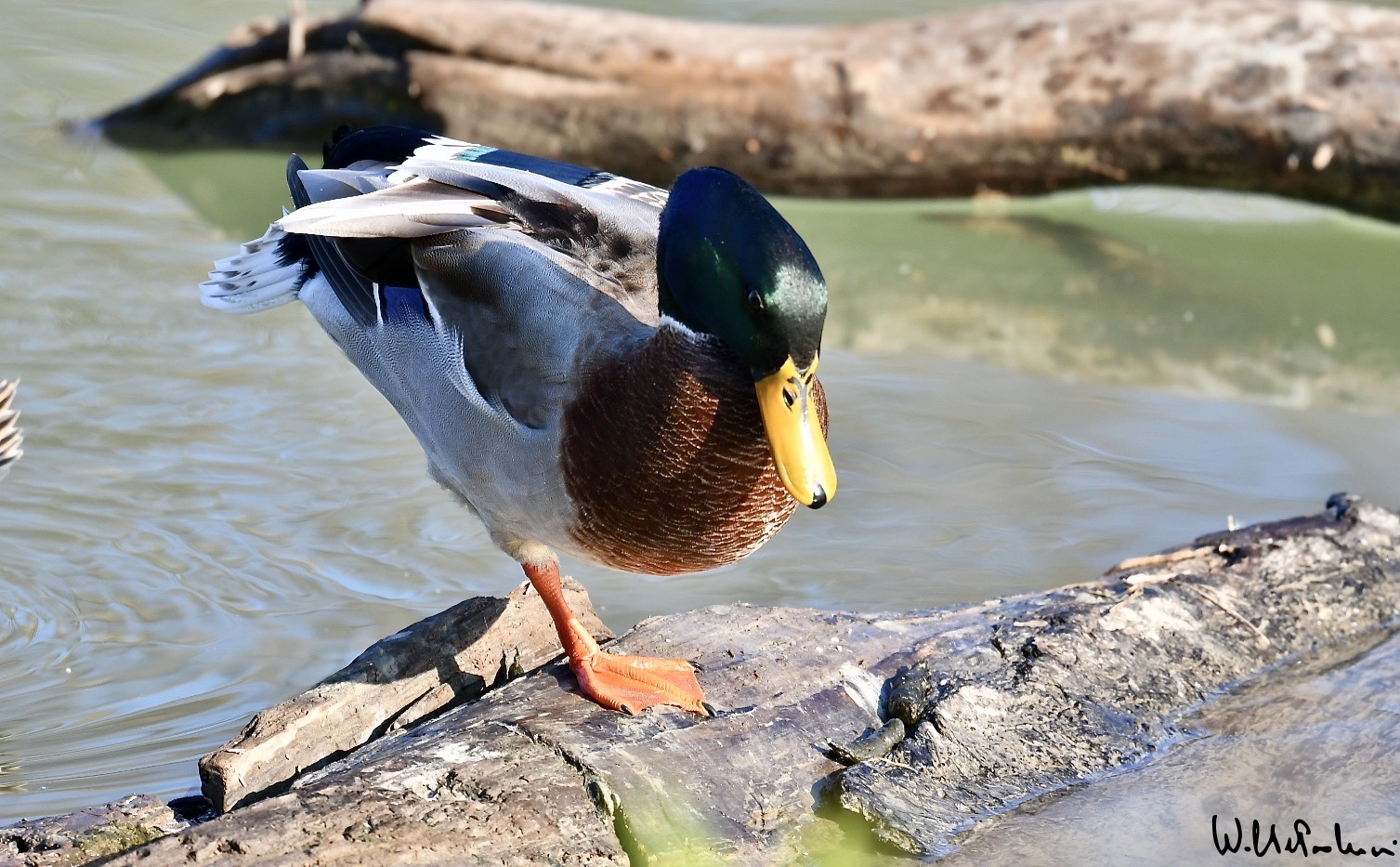 Mallard... strectching 2