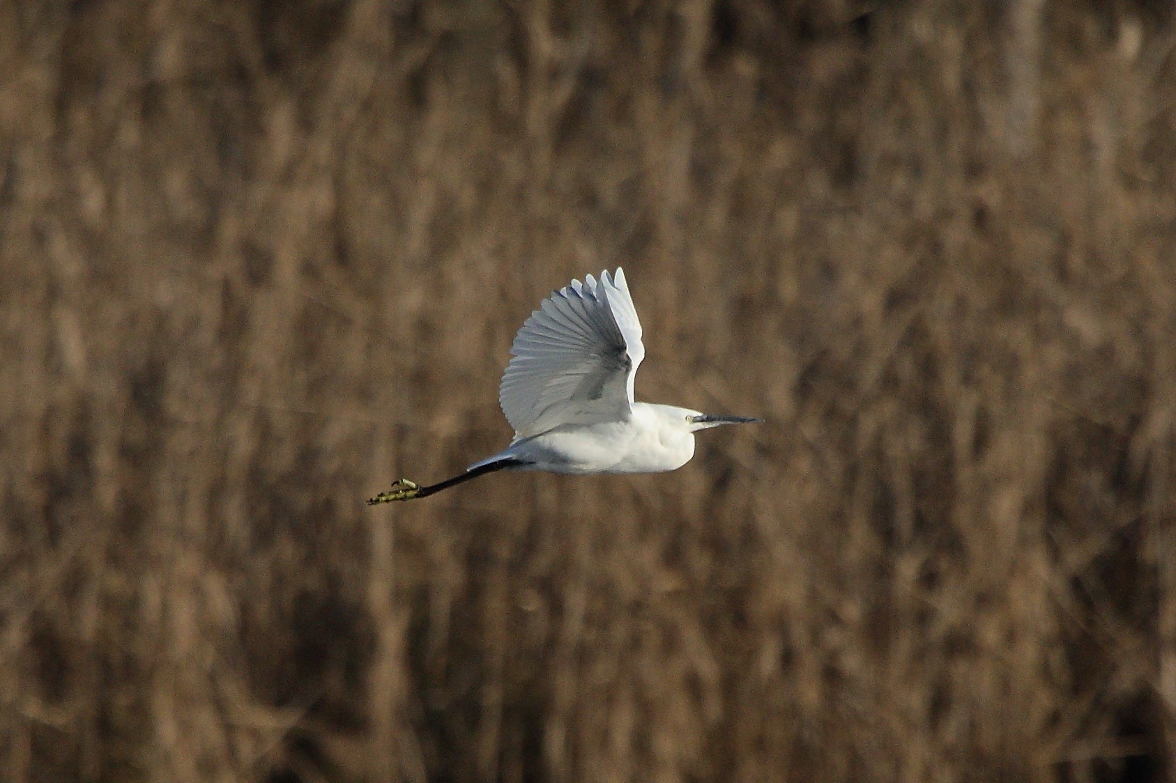 egret