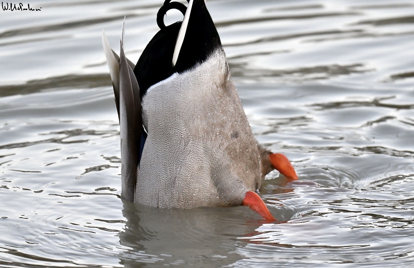 Male mallard in ... hunting 1