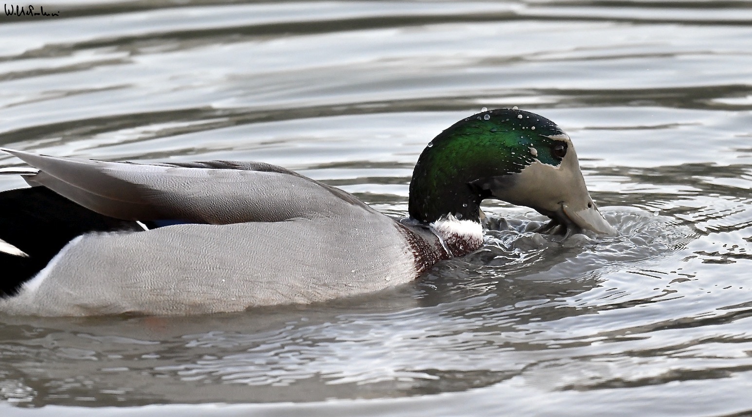 Male mallard in ... hunting 2