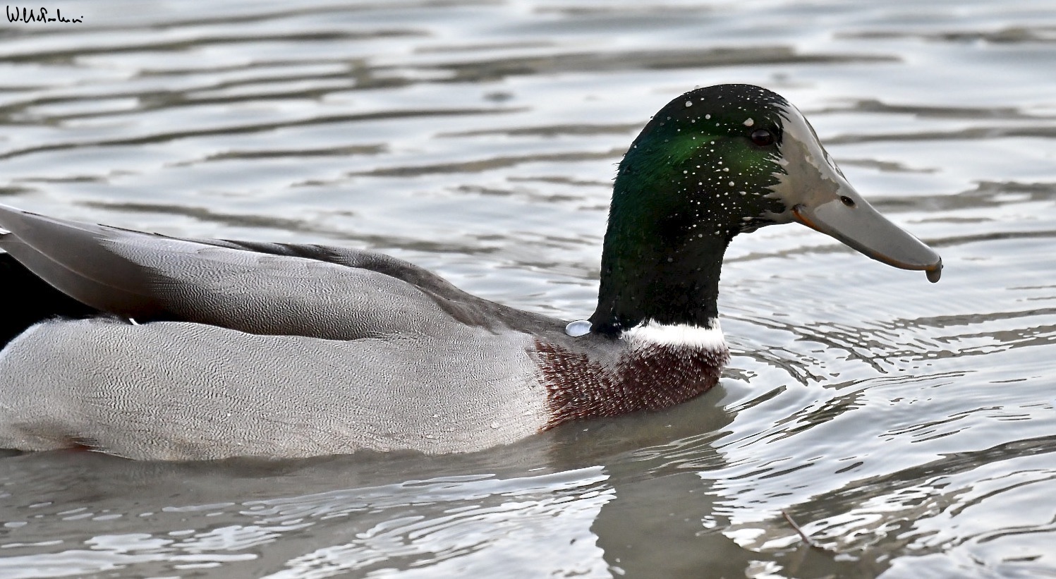 Male mallard in ... hunting 3
