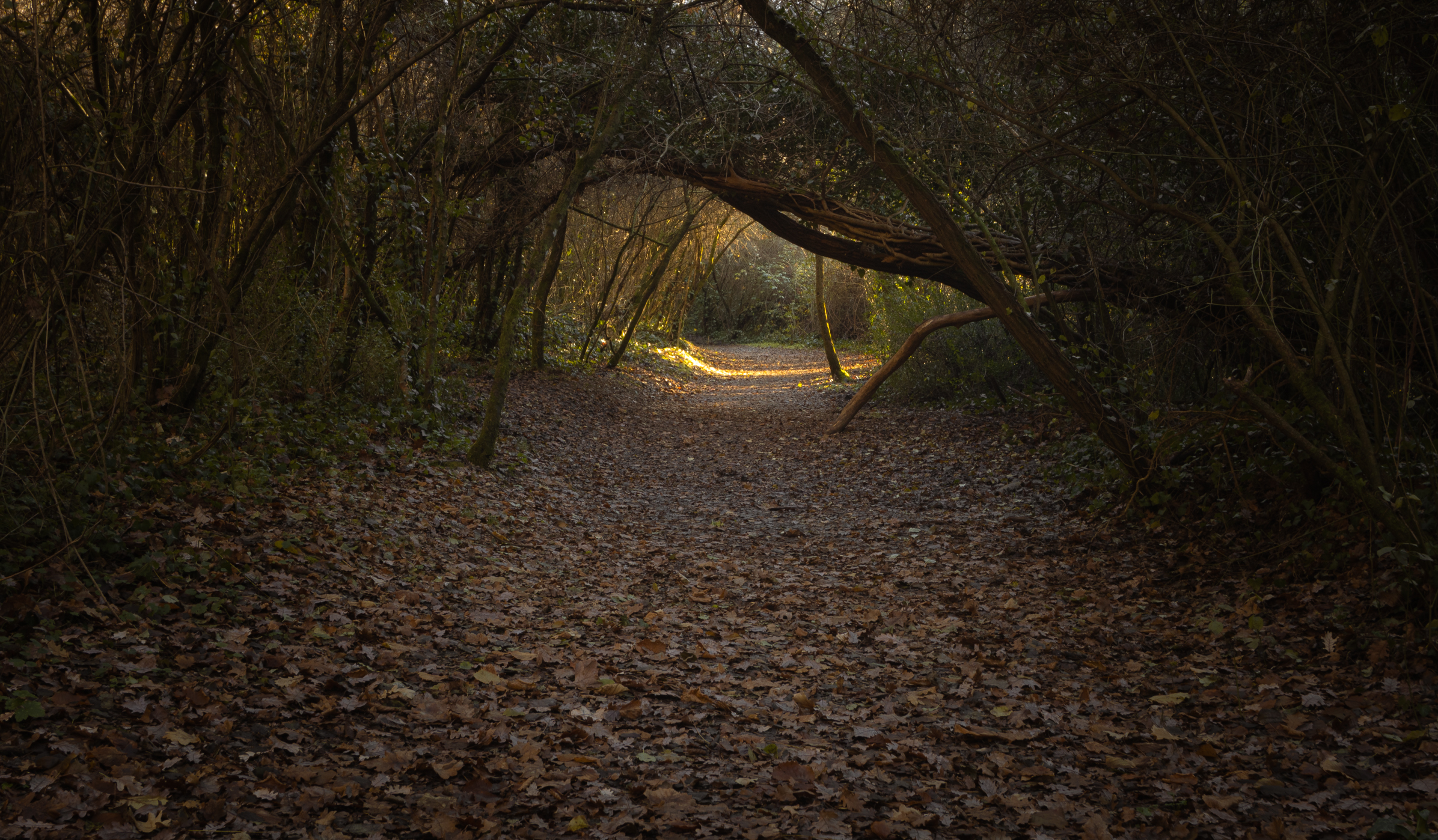 "The eye" of the forest