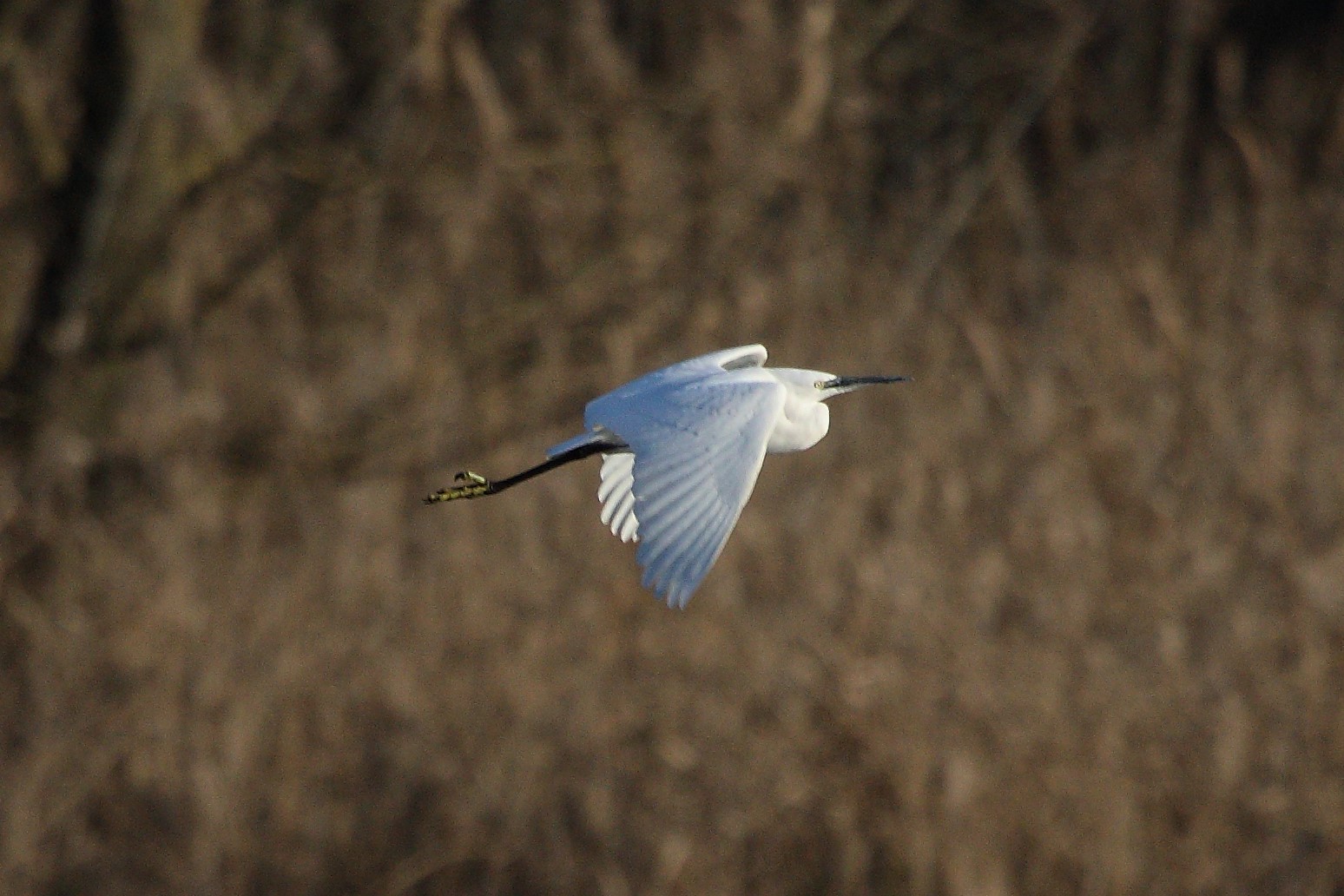 egret
