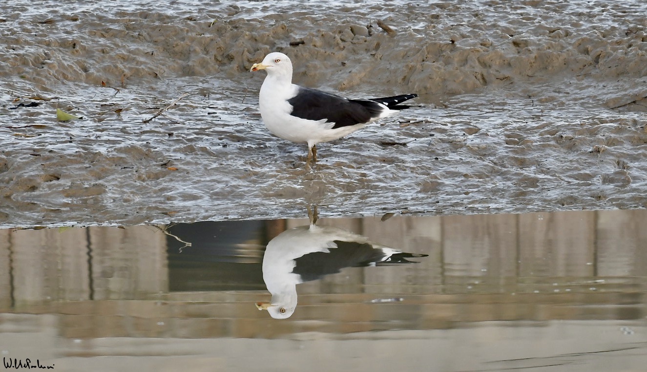 Young Saffron Seagull