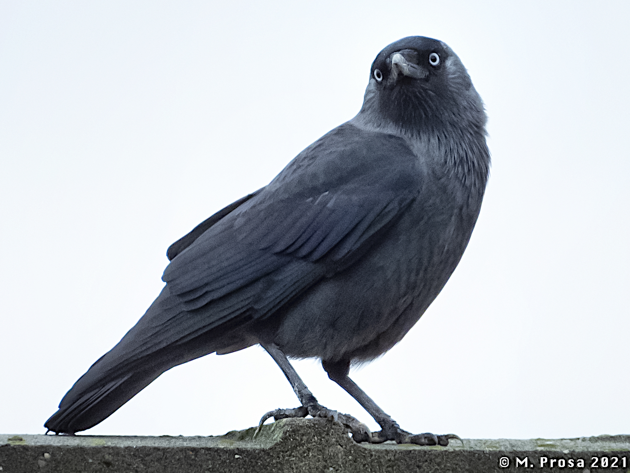 Taccola ( Coloeus Monedula )