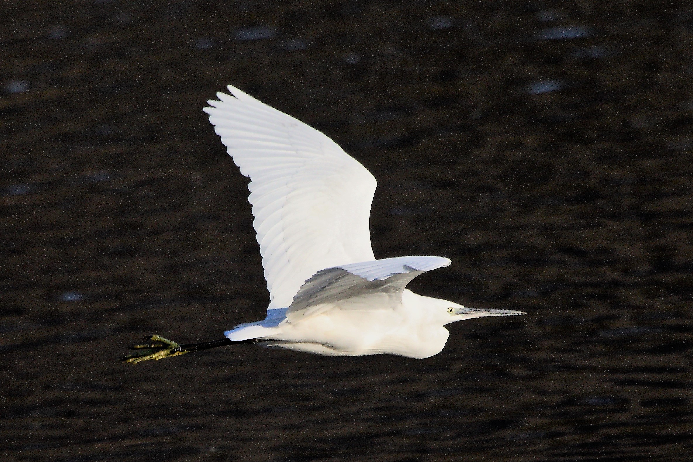 egret