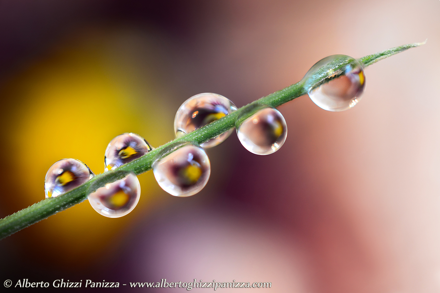 Reflections of a primrose