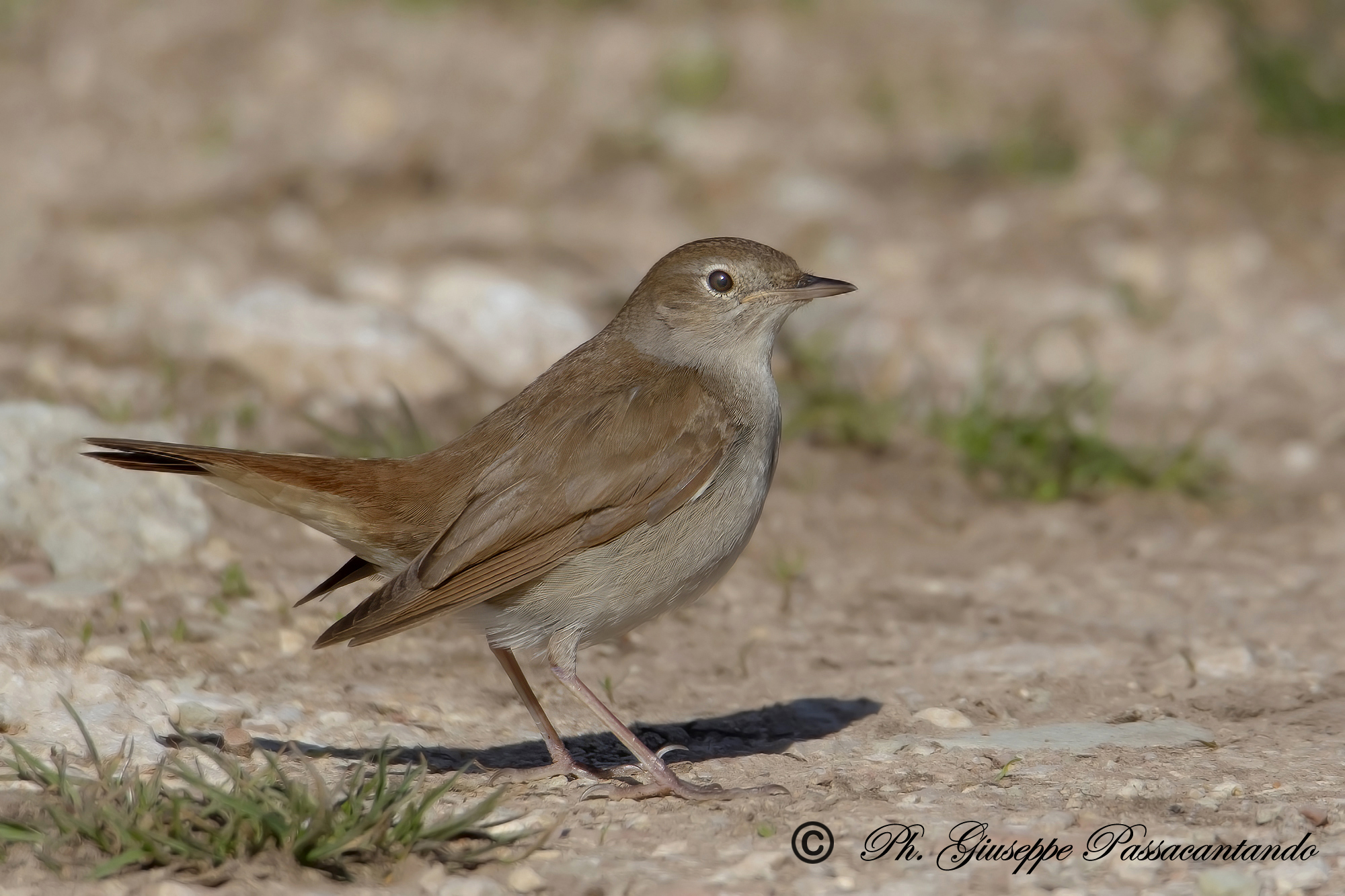nightingale in the open