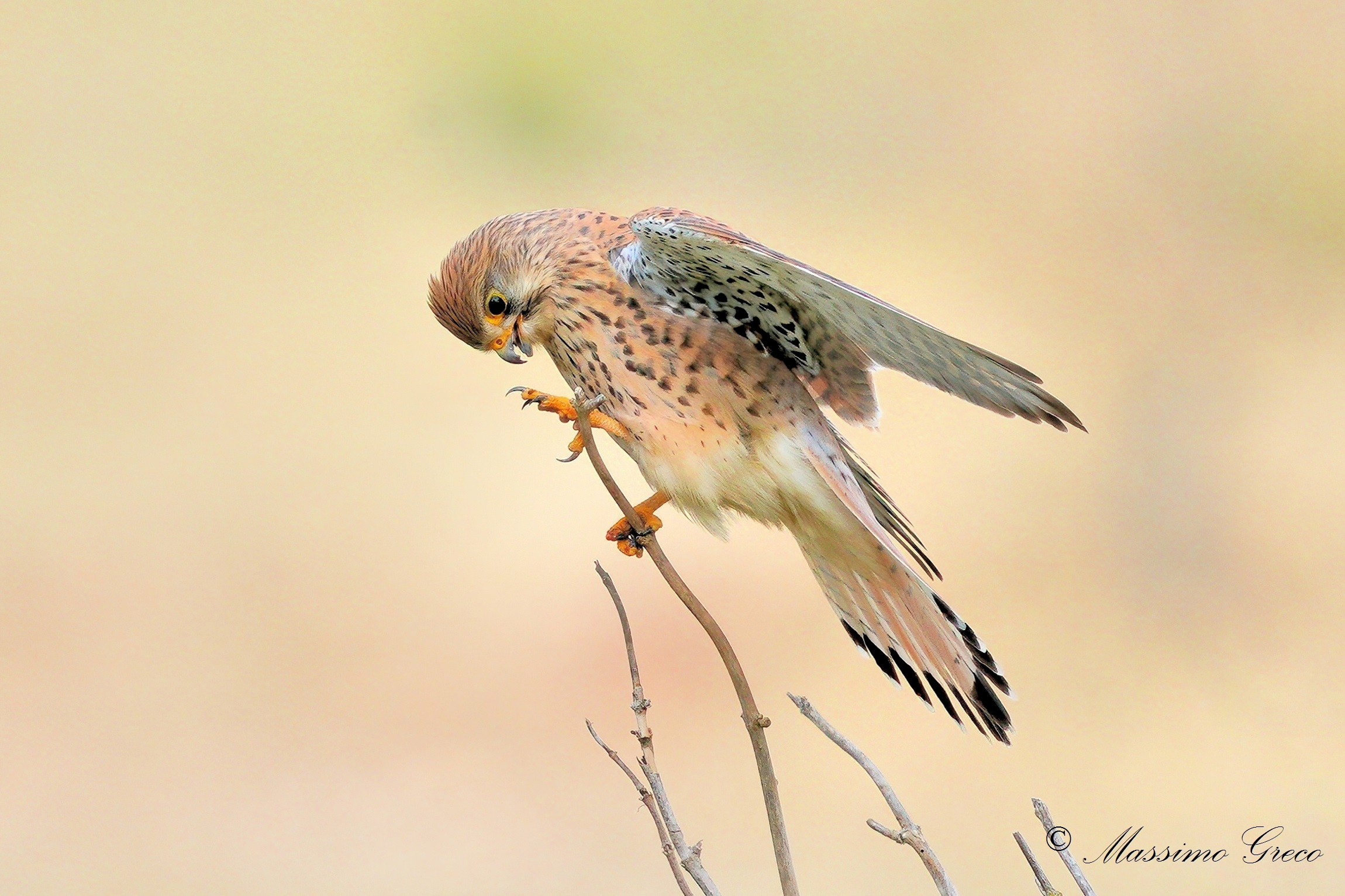 Kestrel (Falco tinnunculus) Umbria, 21/4/21 Sony A9 - S