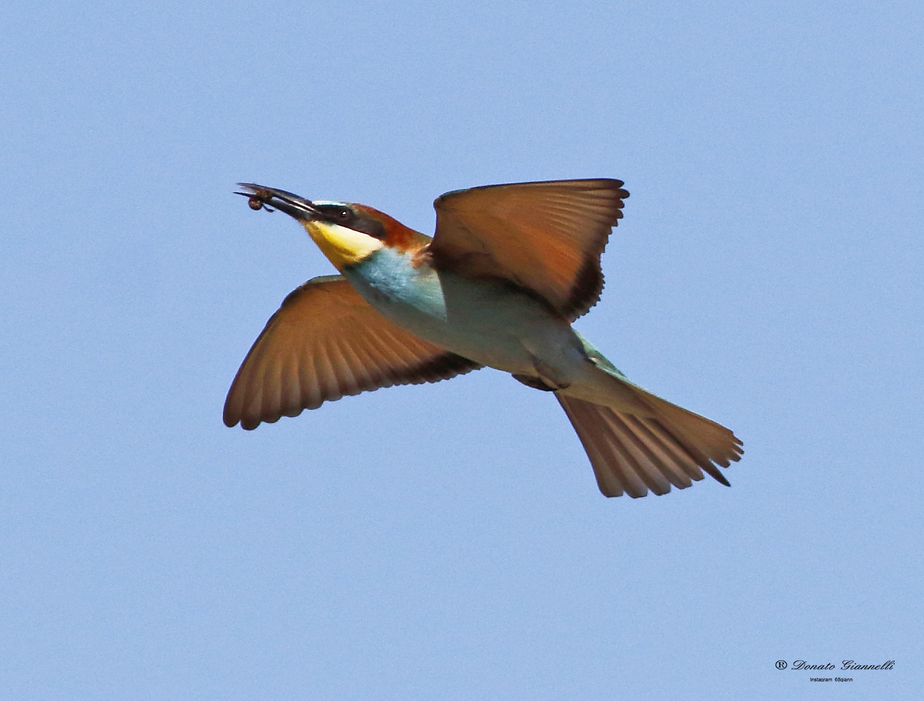 Bee-eater