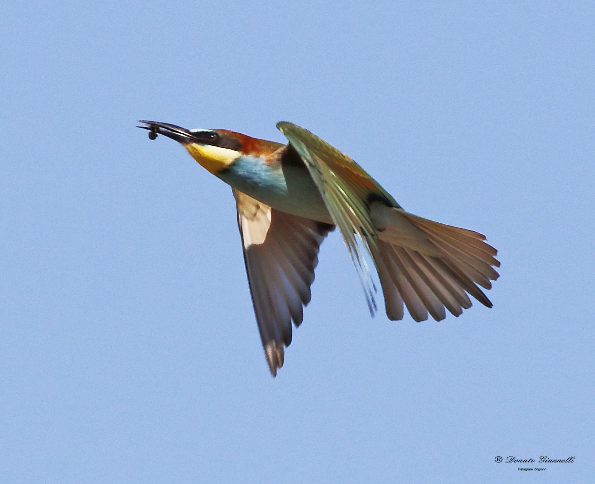 Bee-eater