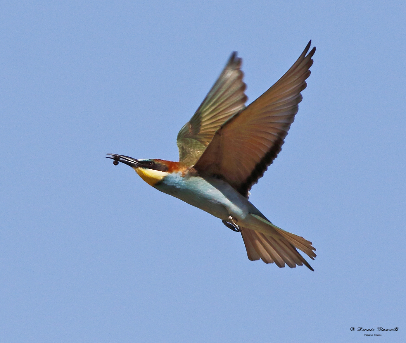 Bee-eater