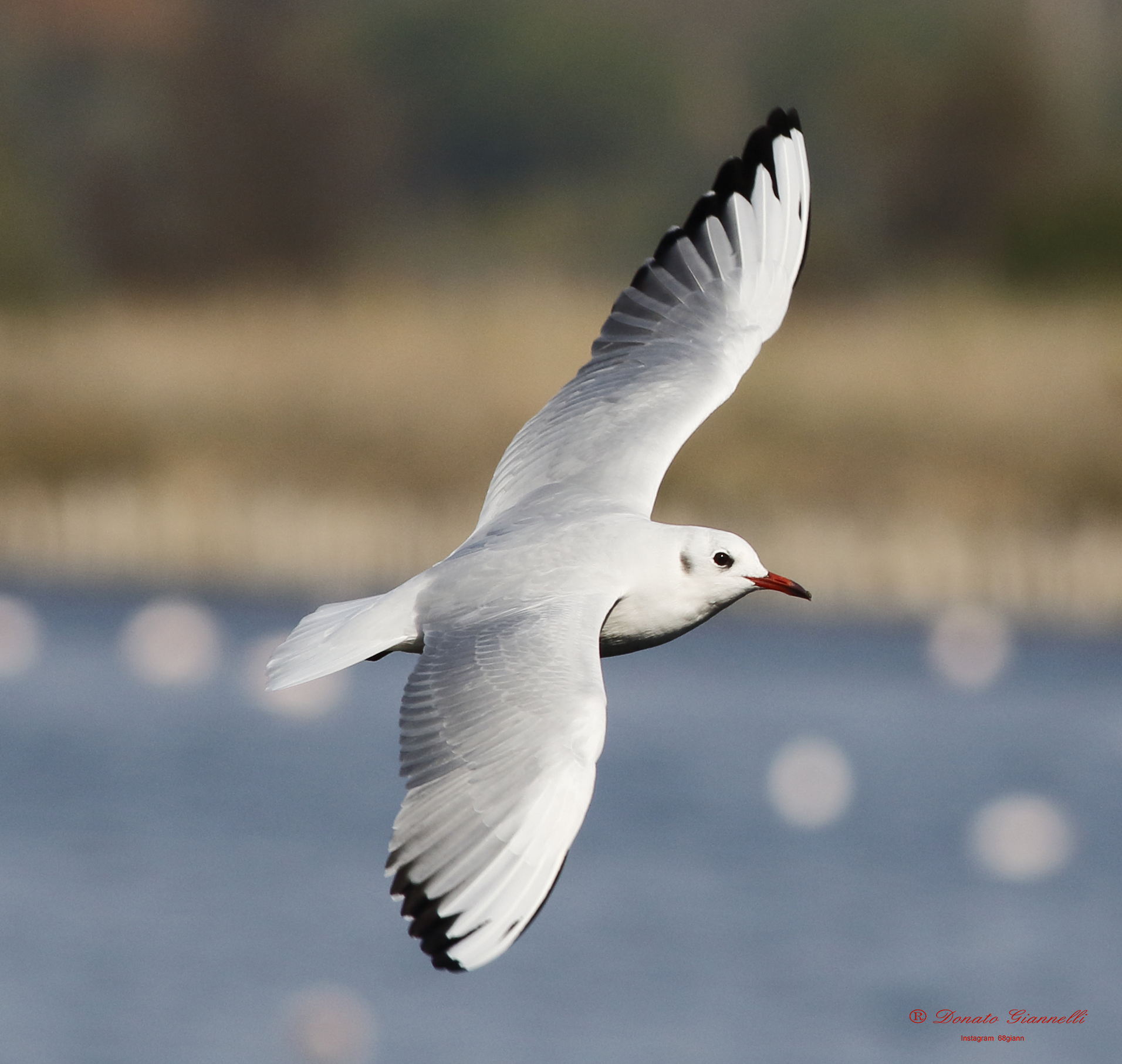 Common gull
