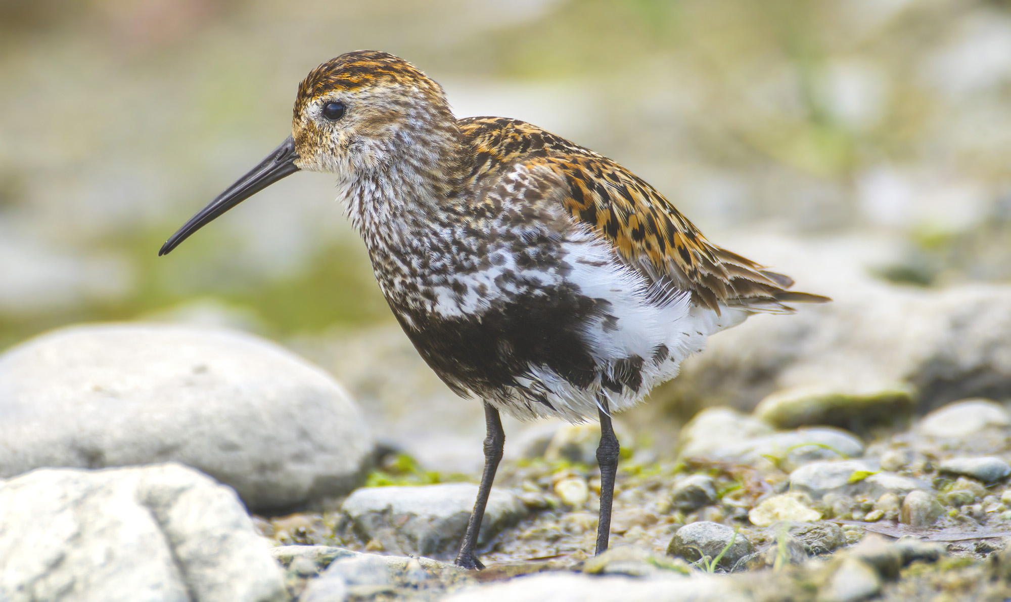 piovanello pancianera, spiagge liguri