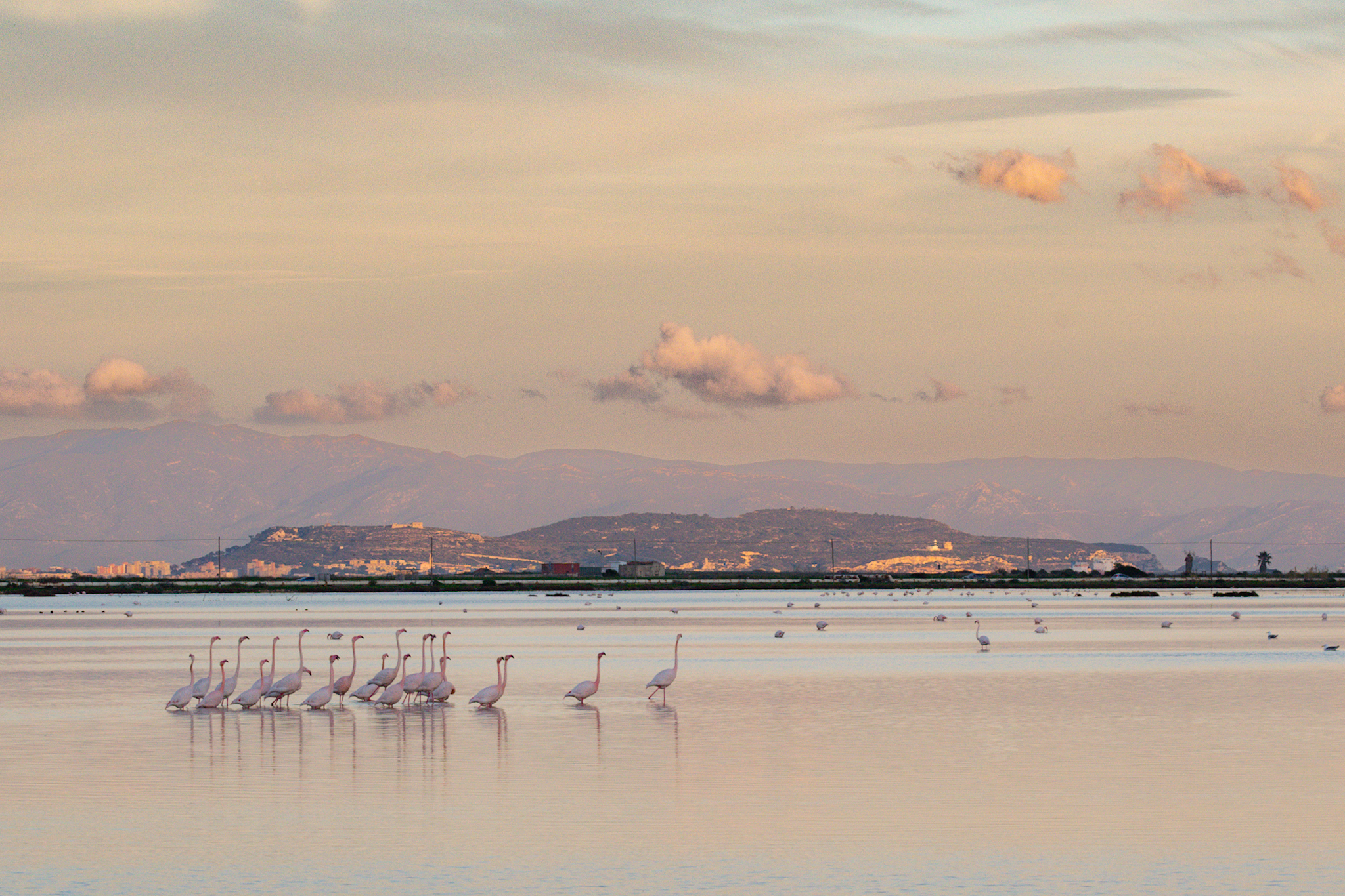 Fenicotteri e vista su Cagliari