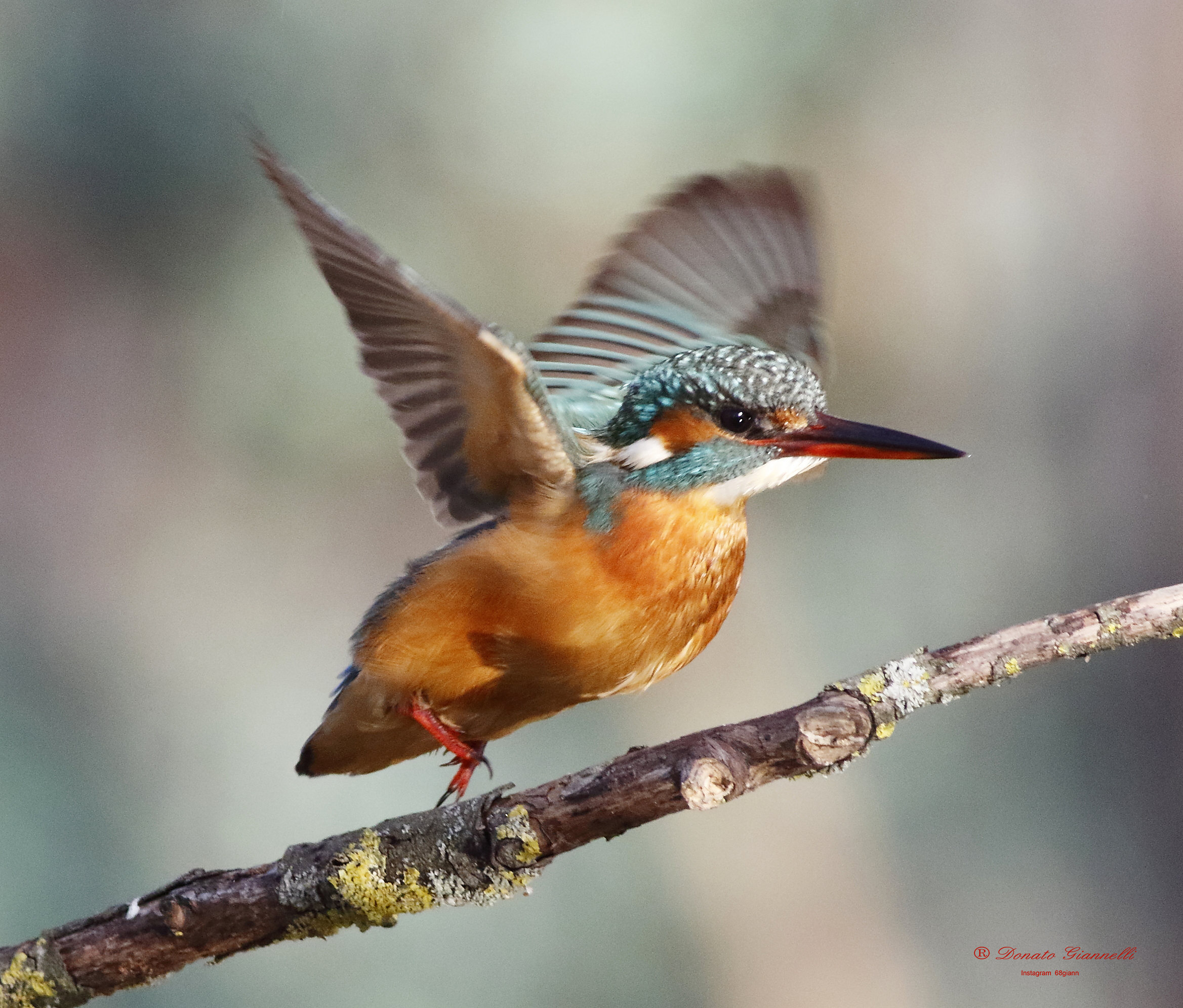 Kingfisher?