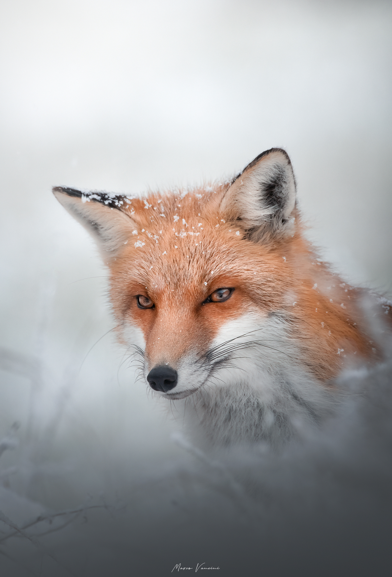 Ritratto alla volpe