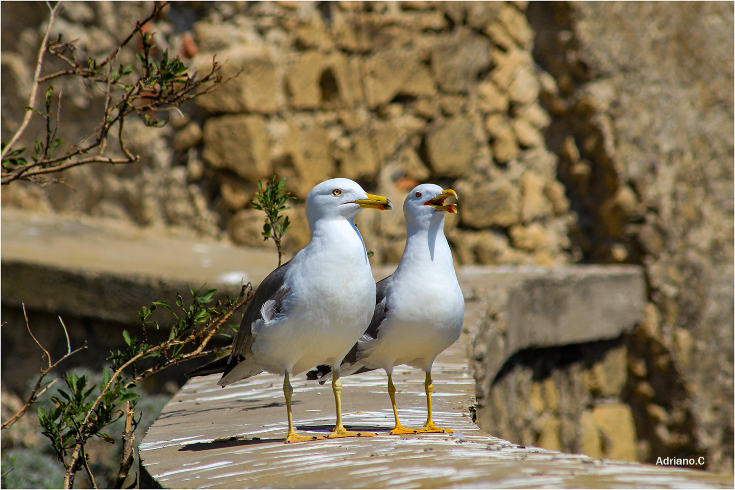 Pair of pelicans.