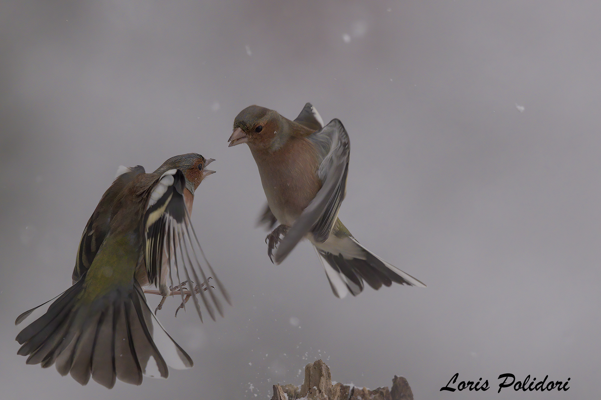 lotta aerea sulla neve