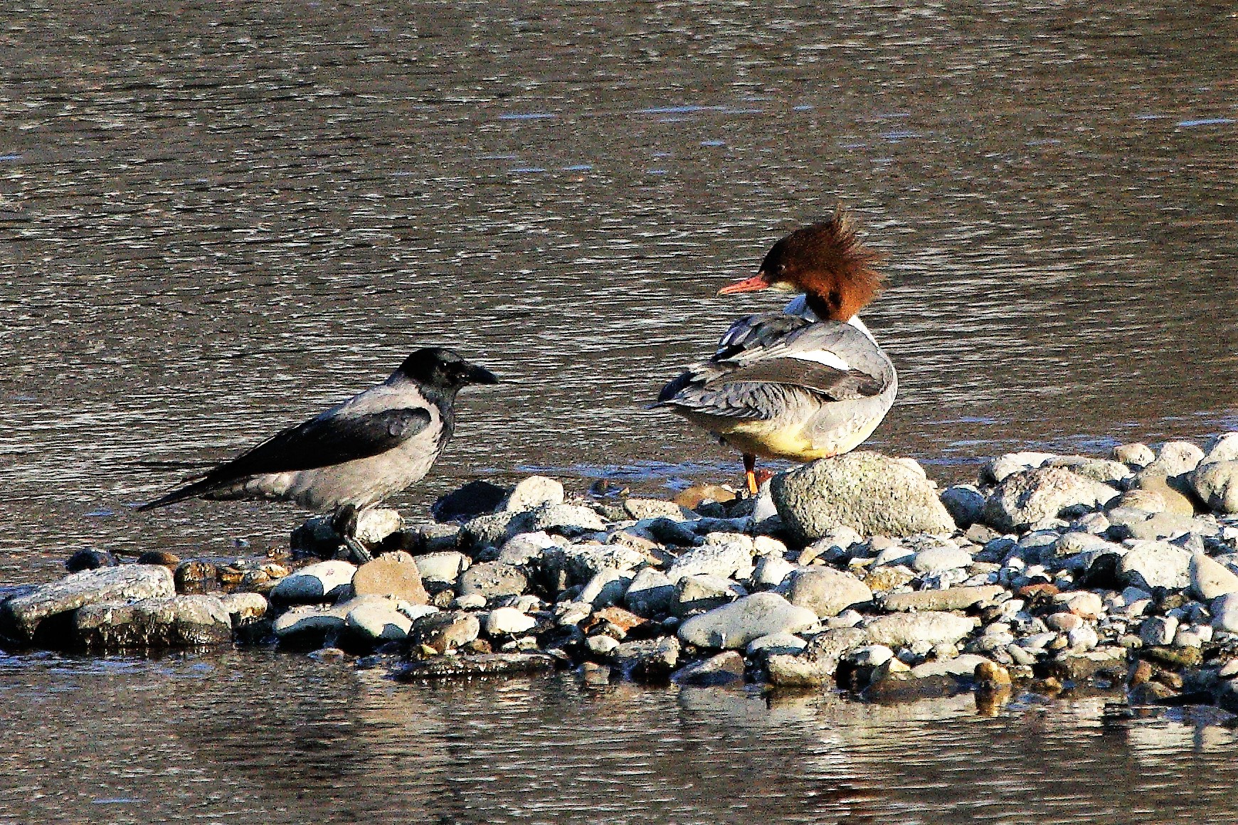 female merganser
