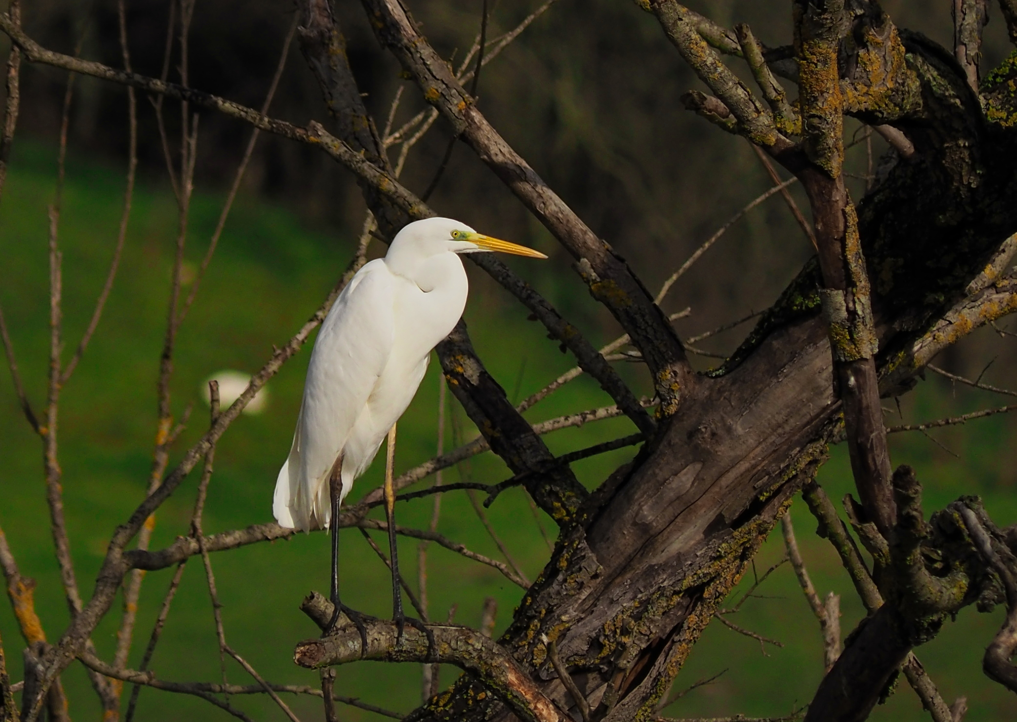 White heron