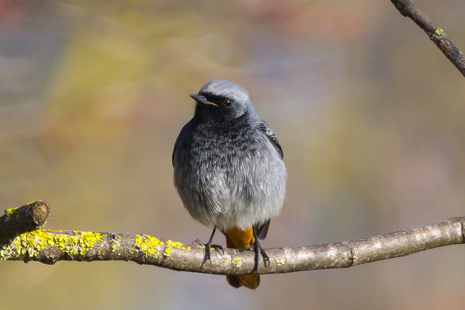 Black redstart