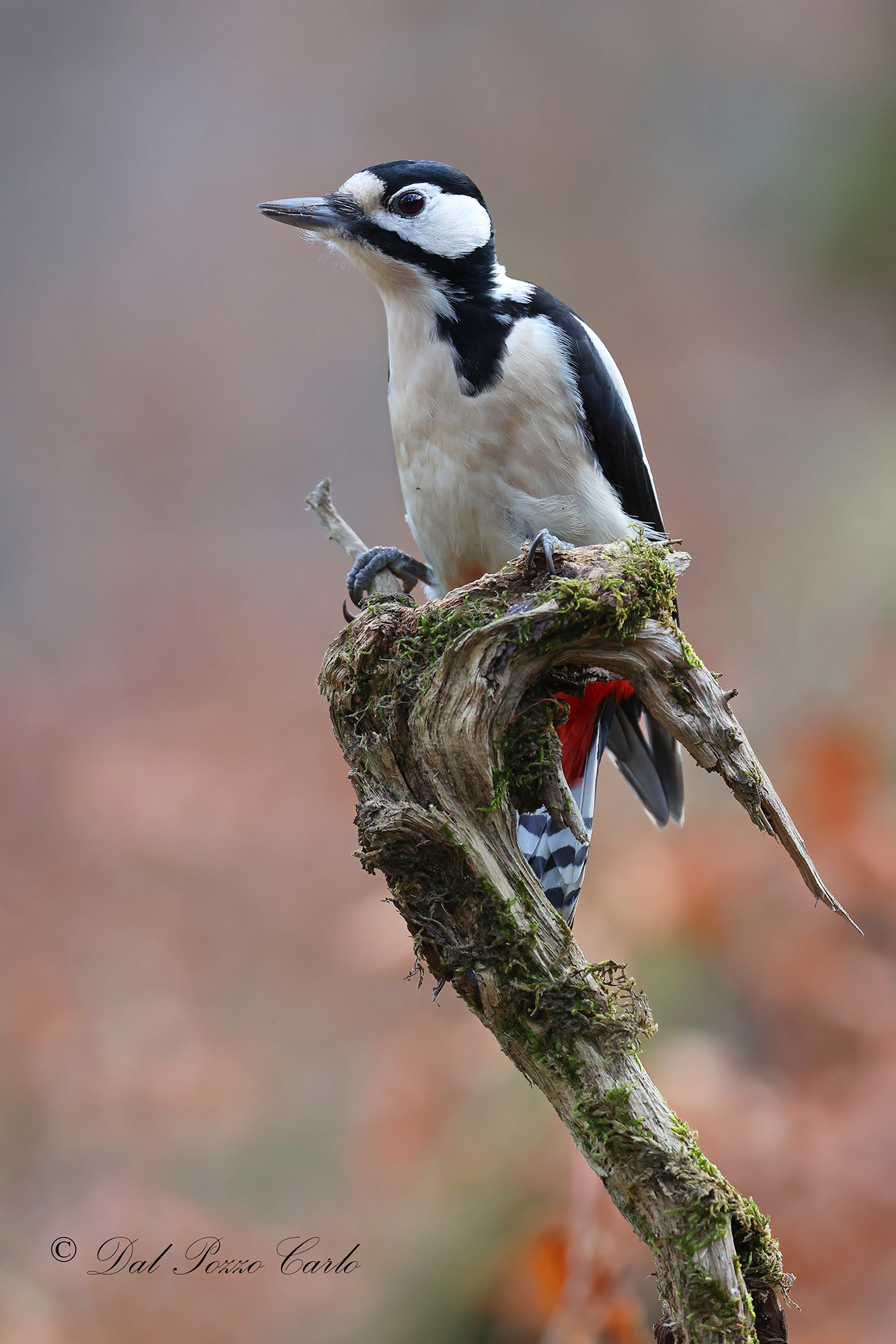 Major red woodpecker