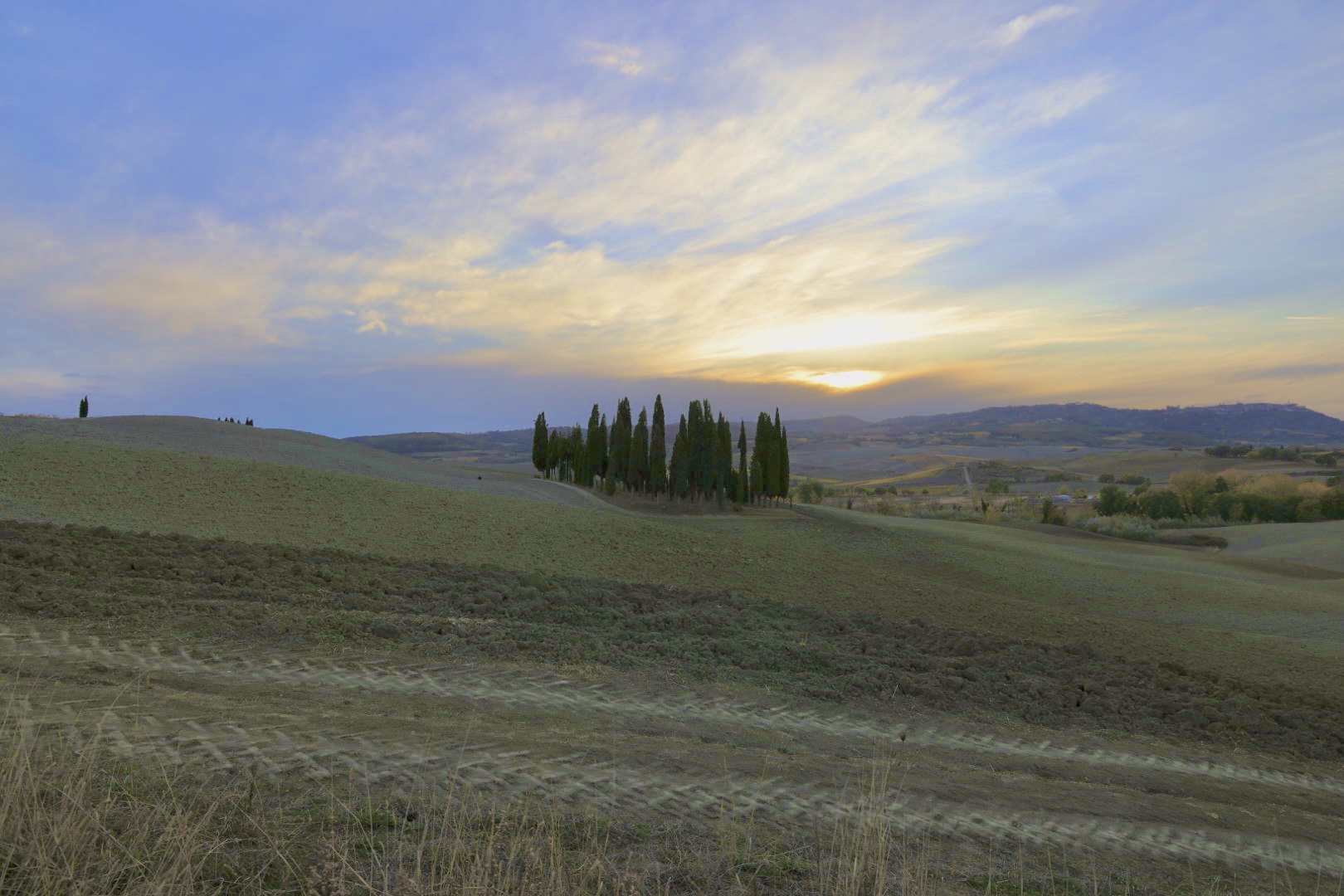 The grove (Val d'Orcia)