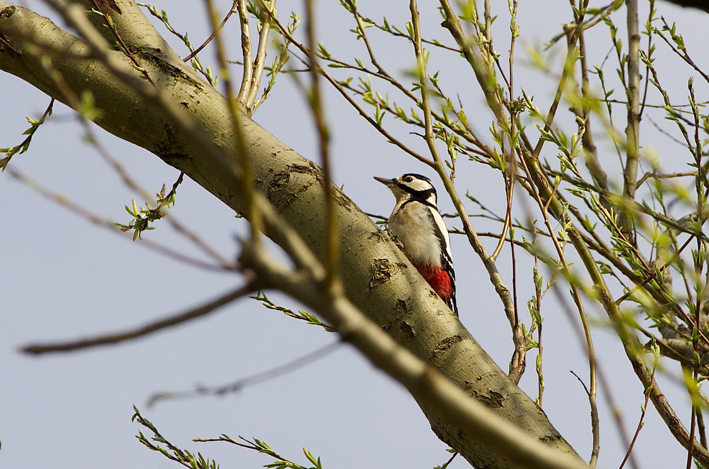 Picchio Rosso Maggiore