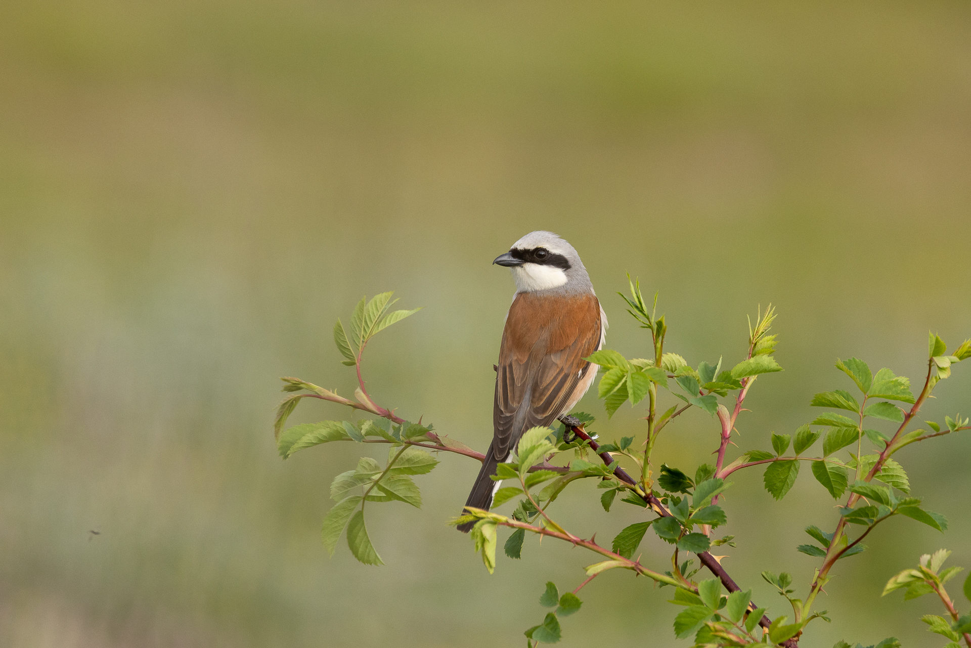 Lanius collurio (Averla piccola)