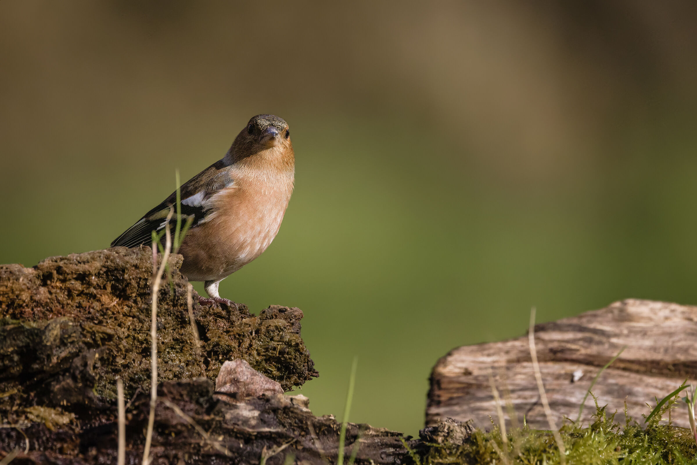 Chaffinch n.2