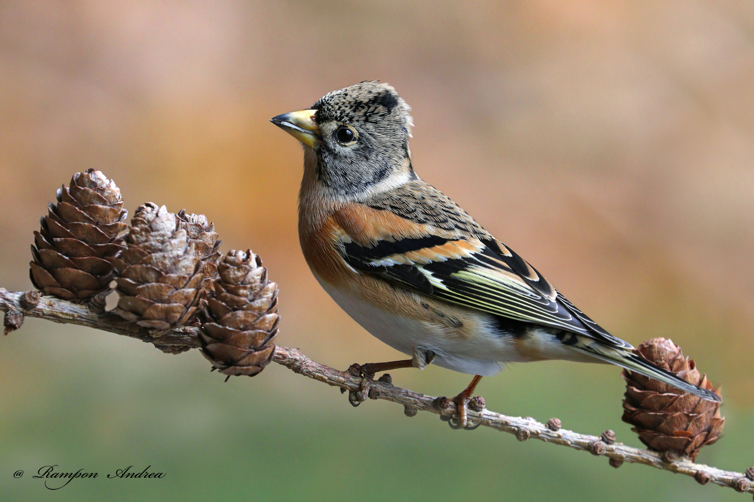 Brambling